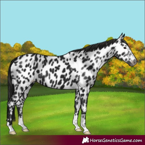 Horse Color:Gray Black Appaloosa 