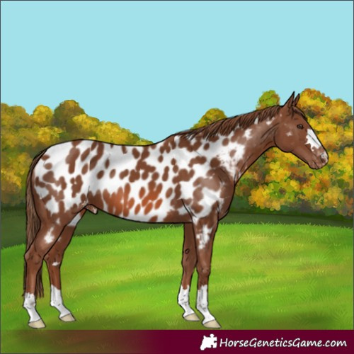 Horse Color:Chestnut Appaloosa