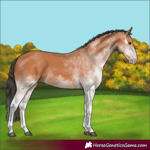 Horse Color:White Spotted Bay 