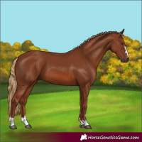 Horse Color:Chestnut 