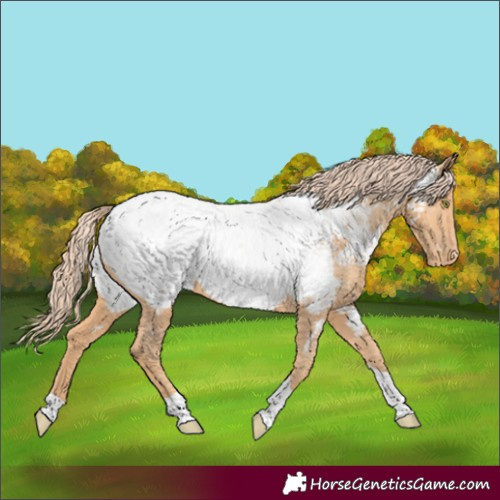 Horse Color:Gold Champagne Tobiano Appaloosa 