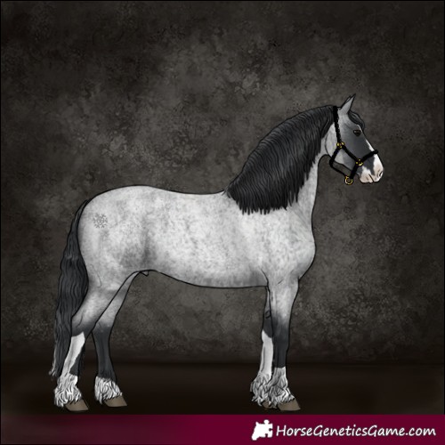 Horse Color:Blue Roan Splash Tobiano