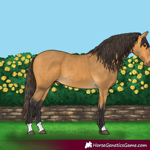 Horse Color:Buckskin 