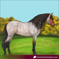 Horse Color:Bay Roan 