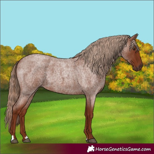 Horse Color:Red Roan 