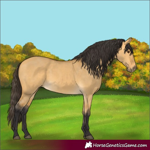 Horse Color:Buckskin Dun 