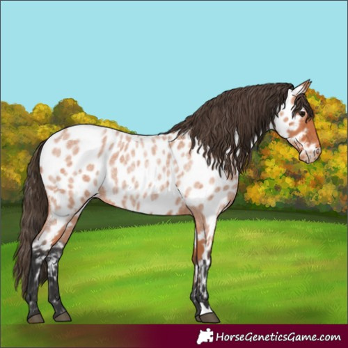 Horse Color:Bay Roan Near Leopard
