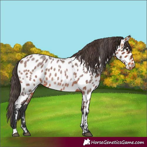 Horse Color:Bay Roan Near Leopard