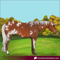 Horse Color:White Spotted Silver Bay