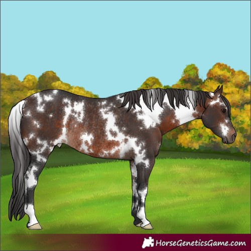Horse Color:White Spotted Brown Rabicano