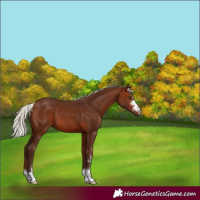 Horse Color:Silver Bay