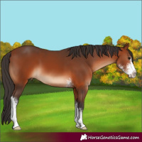 Horse Color:Bay Sabino