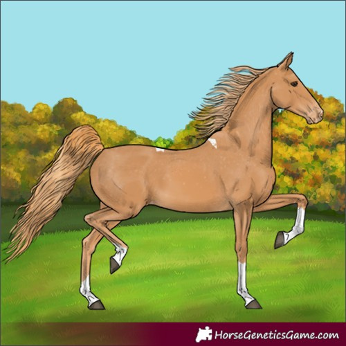 Horse Color:Chestnut Tobiano Appaloosa 