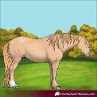 Horse Color:Gold Champagne 