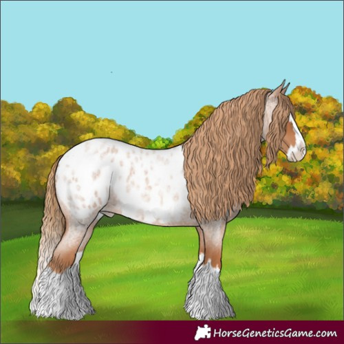 Horse Color:Red Roan Splash Appaloosa 