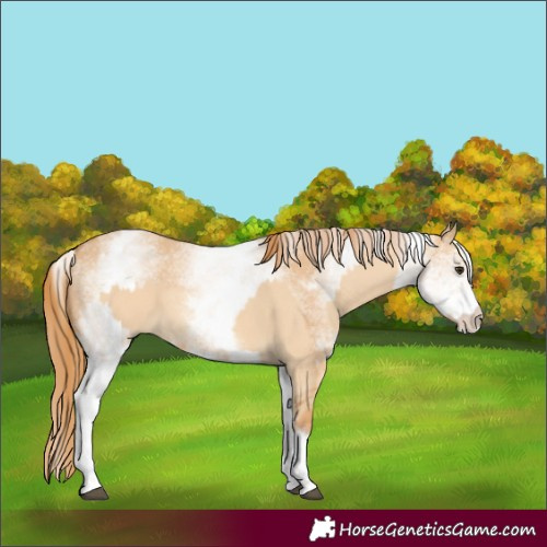 Horse Color:White Spotted Red Dun Rabicano  and White Spotted Red Dun Rabicano 