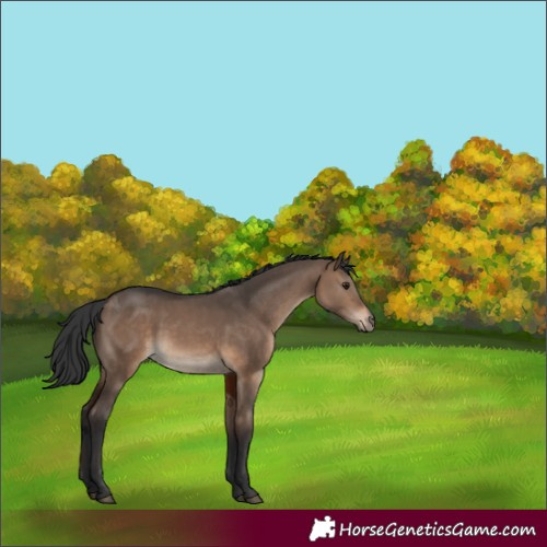 Horse Color:Brown Dun 