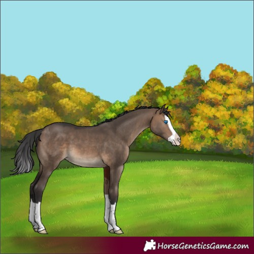 Horse Color:Brown Dun Splash