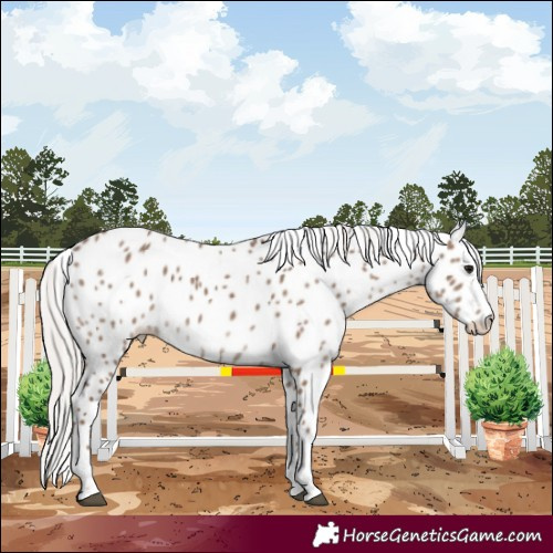 Horse Color:Silver Grullo Appaloosa 