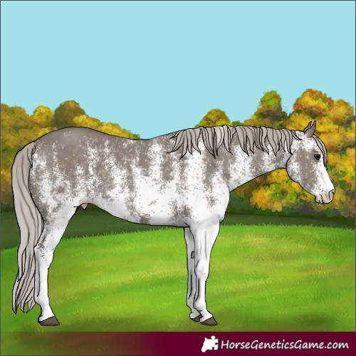 Horse Color:White Spotted Silver Grullo 
