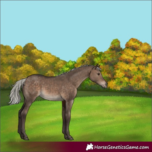 Horse Color:Silver Brown Dun