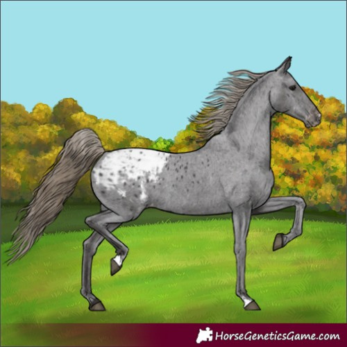 Horse Color:Unknown 