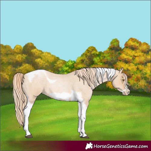 Horse Color:Red Dun Roan Pearl Tobiano Frame