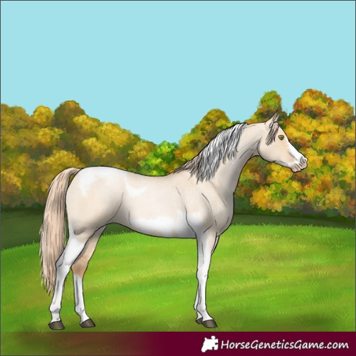 Horse Color:Red Dun Roan Pearl Tobiano Frame 