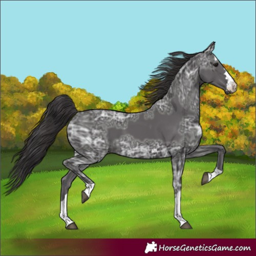Horse Color:Smoky Black Ice 