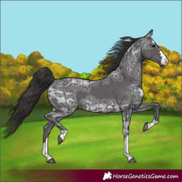 Horse Color:Smoky Black Ice 