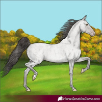 Horse Color:Classic Cream Champagne Ice Roan