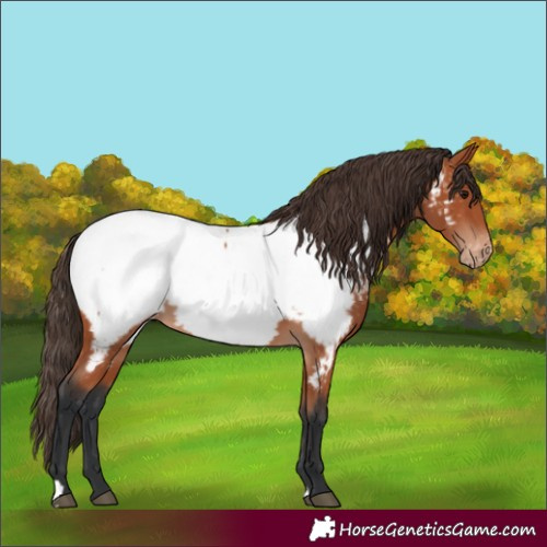 Horse Color:Unknown 