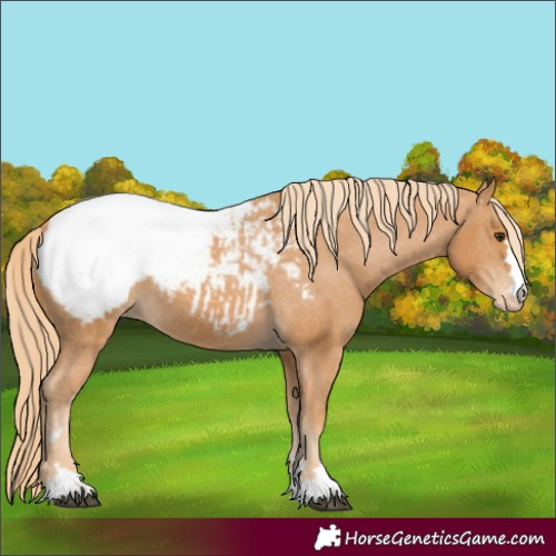 Horse Color:Unknown 