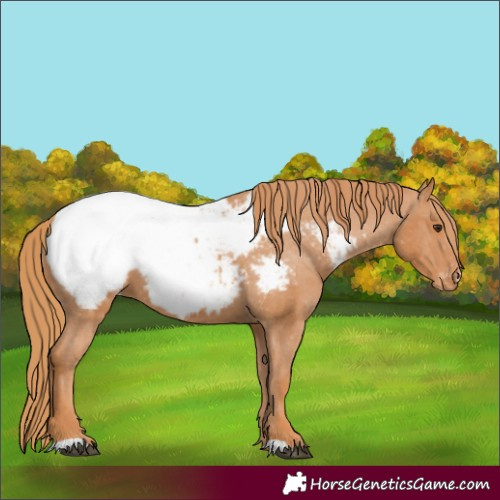 Horse Color:Unknown 