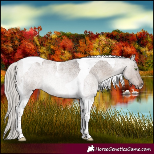 Horse Color:Silver Grullo Roan Tobiano Rabicano 
