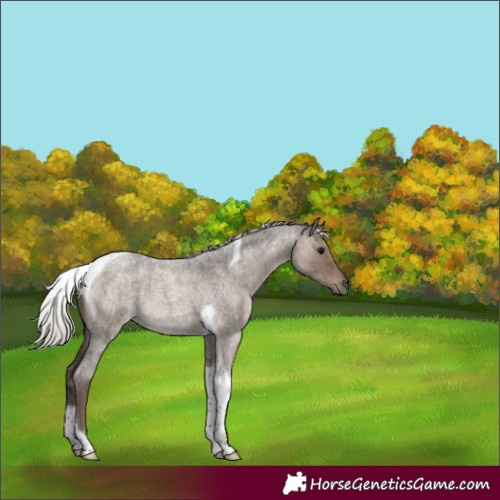 Horse Color:Silver Grullo Roan Tobiano Brindle 
