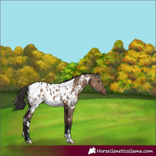 Horse Color:White Spotted Liver Red Dun Appaloosa 