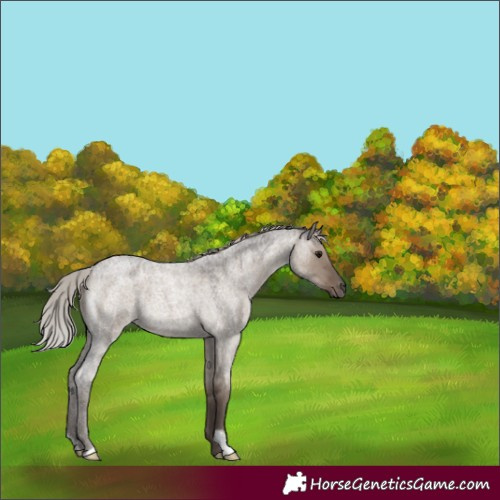 Horse Color:Silver Grullo Roan 
