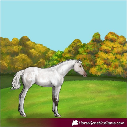 Horse Color:White Spotted Silver Brown Roan Dun 