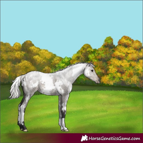 Horse Color:White Spotted Silver Smoky Grullo Roan 