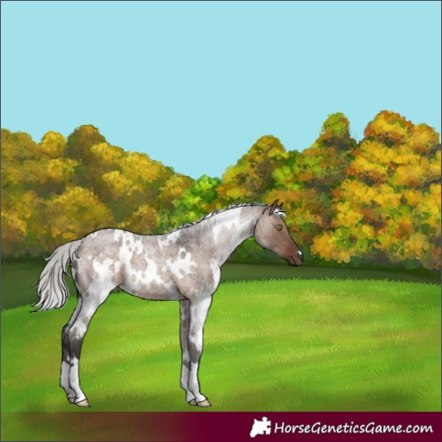 Horse Color:White Spotted Silver Brown Roan Dun 
