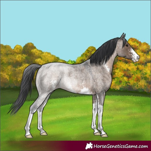 Horse Color:Brown Roan Dun Sabino