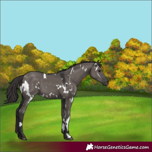 Horse Color:White Spotted Smoky Grullo 