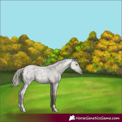 Horse Color:Silver Grullo Roan 