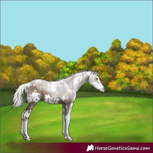 Horse Color:White Spotted Silver Grullo Sabino 