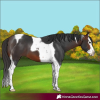 Horse Color:Brown Splash Tobiano 
