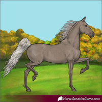 Horse Color:Silver Grullo Rabicano