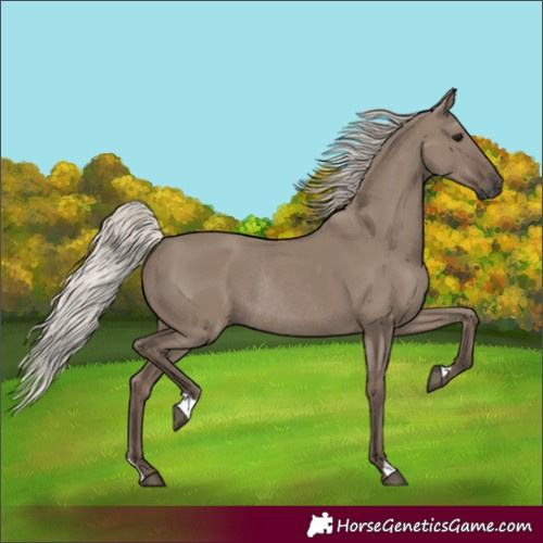 Horse Color:Silver Grullo Rabicano 