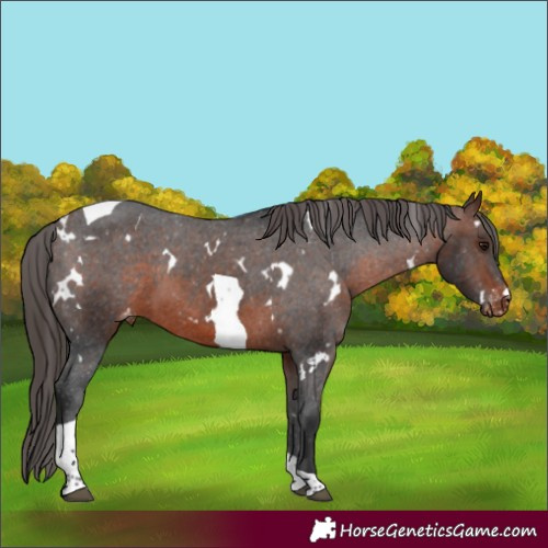 Horse Color:White Spotted Brown Tobiano Varnish 