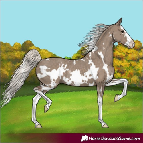 Horse Color:White Spotted Silver Grullo Splash Rabicano 
